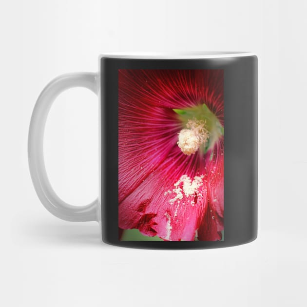 Crimson Hollyhock by photoclique